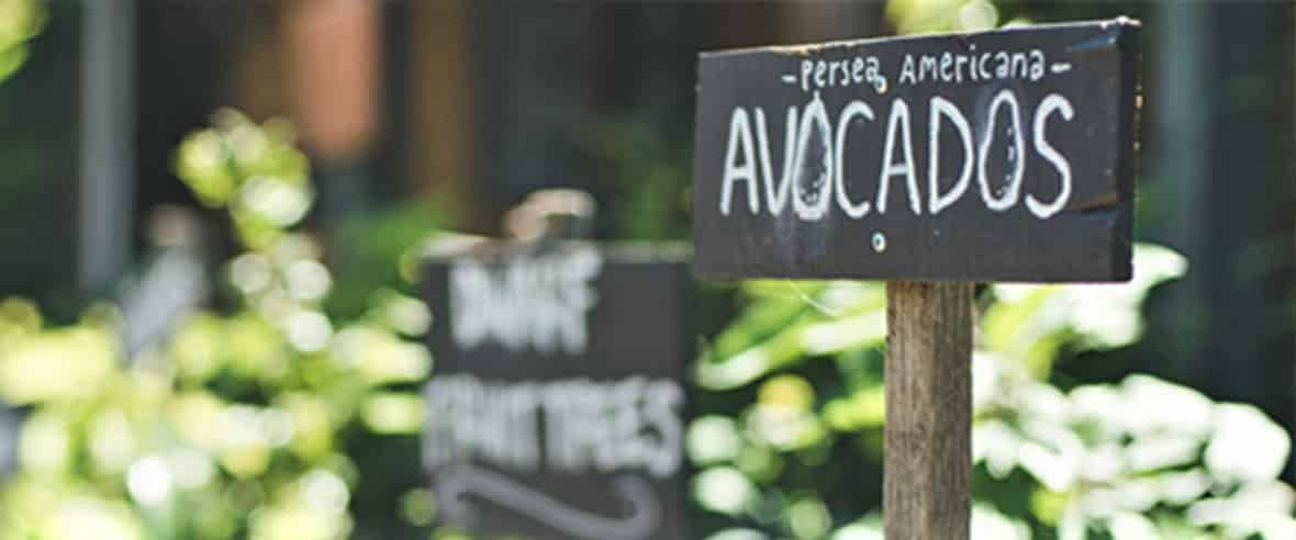 Avocado Plants — Premium Pegs for Surveying & More in Central Coast, NSW