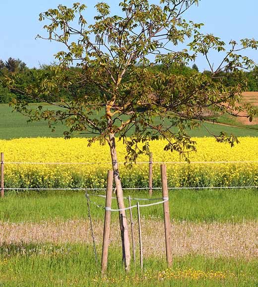 Hardwood Pegs Supporting Tree — Premium Pegs for Surveying & More in Heatherbrae, NSW