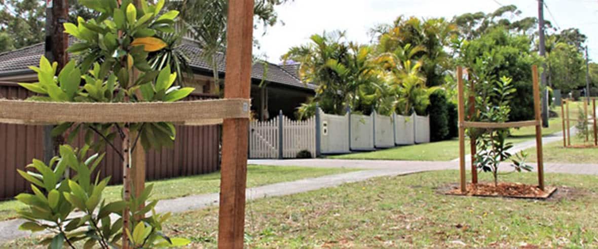 Pegs Supporting the Plants — Premium Pegs for Surveying & More in Lake Macquarie, NSW