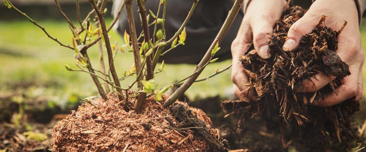 Tree Planting — Premium Pegs for Surveying & More in Maitland, NSW