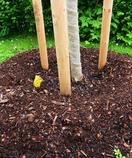 Plants Supported by Pegs — Premium Pegs for Surveying & More in Heatherbrae, NSW