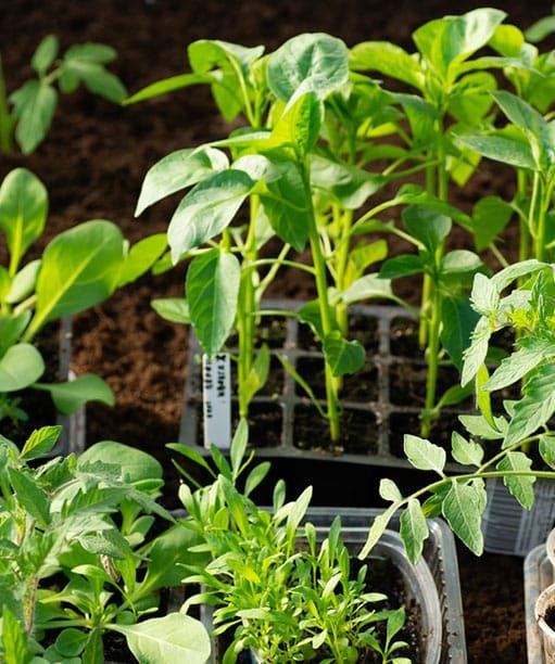 Tomato Plants — Premium Pegs for Surveying & More in Port Stephens, NSW